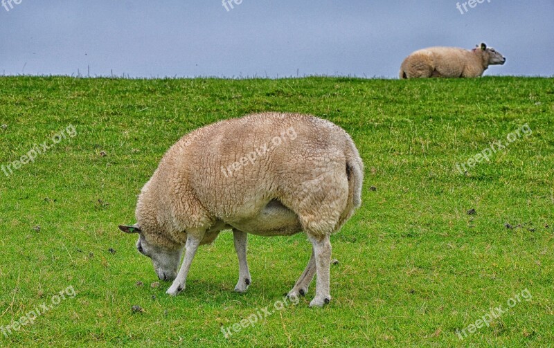 Sheep Ameland Island Nature Netherlands