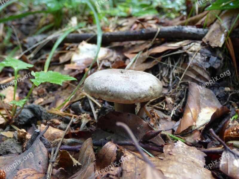 Sponge Forest Mountain Vitosha Plant