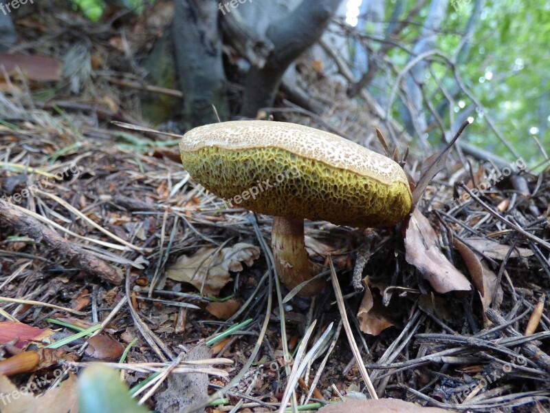 Sponge Forest Mountain Vitosha Plant