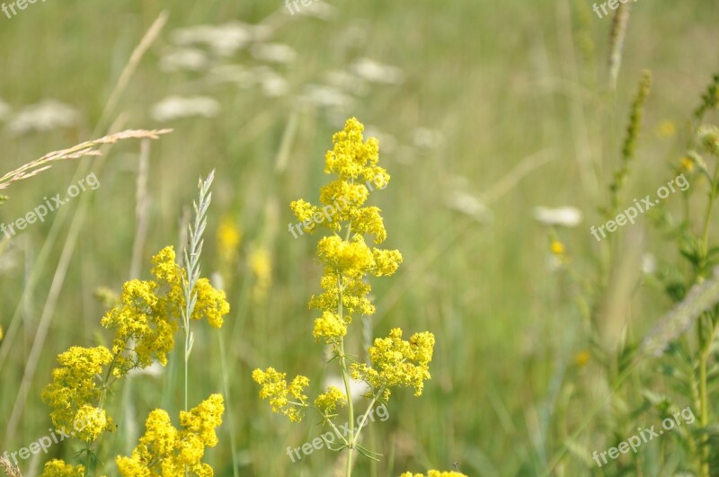 Flowers Grass Meadow Field Summer