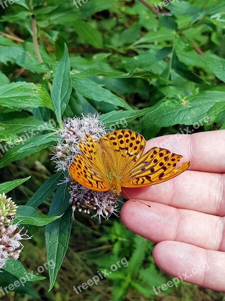 Butterfly Mother Of Pearl Butterfly Insect Close Up Nature