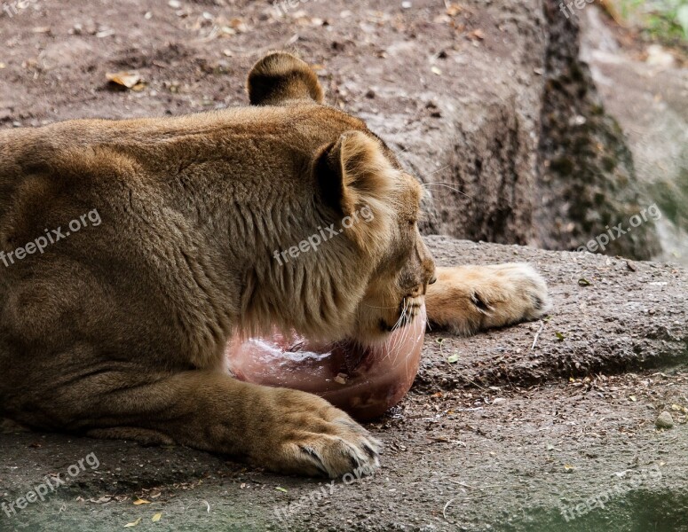 Lion Lioness Female Predator Animal