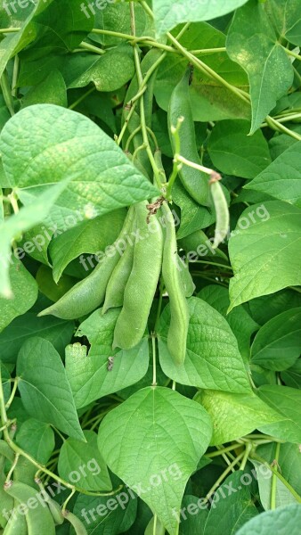 Beans Green Beans Vegetables Green Healthy