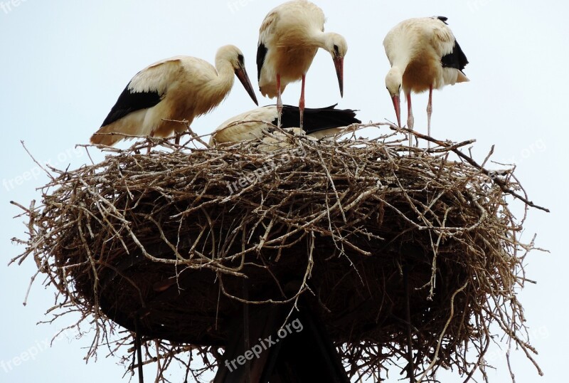 Rust Lake Neusiedl Stork White Stork Nest