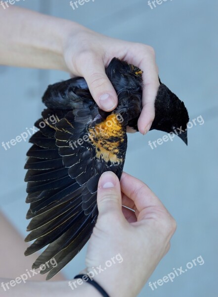 Bird Wing Blackbird Yellow Research