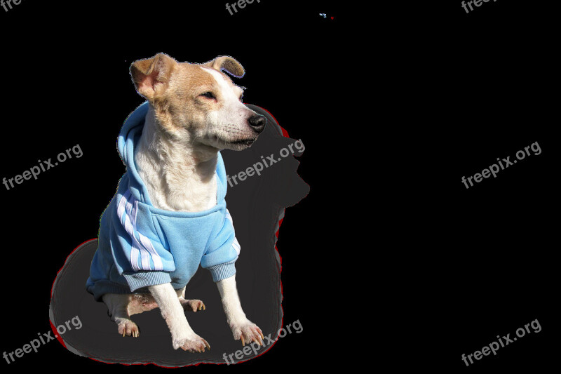 Doggy Dog Jack Russell Terrier Pet