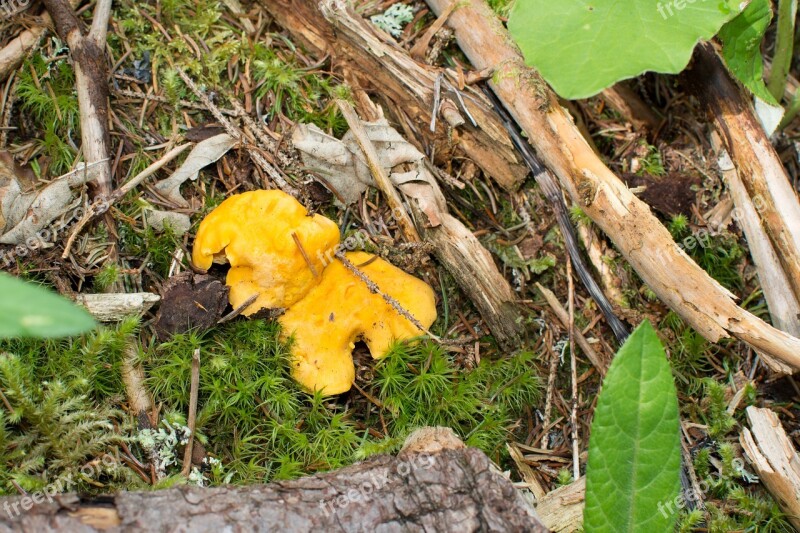 Mushrooms Chanterelles Forest Mushroom Yellow