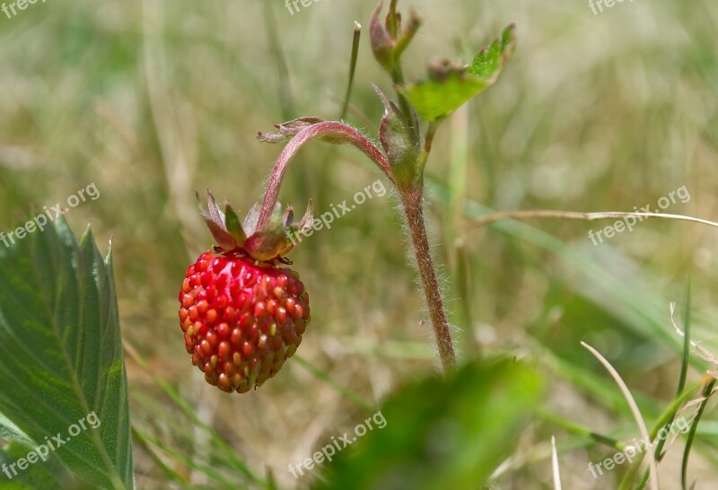 Strawberry Wild Berry Fruit Fruits Healthy