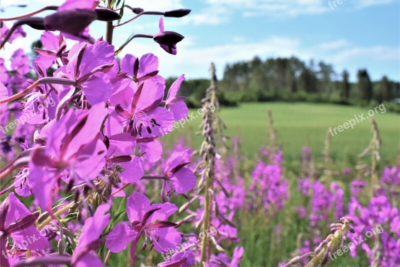 Countryside Primrose Summer Flower Field