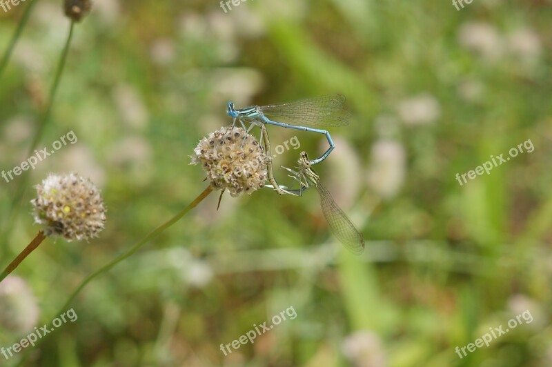 Ważka Dragonflies Heart Love Copulation