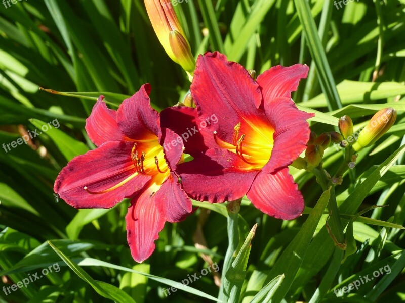 Daylilies Seedlings Red Leaf Green