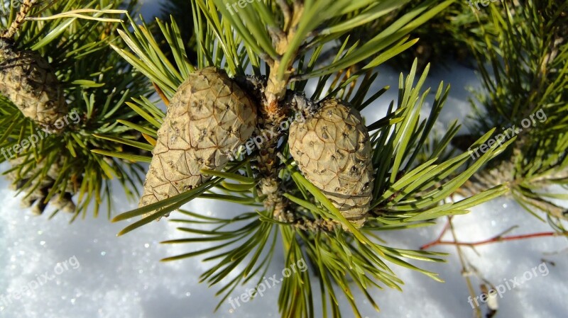 Nature Tree Landscape Forests Snow