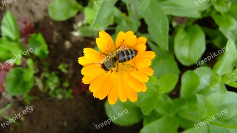 Calendula Nature Flowers Summer Bee