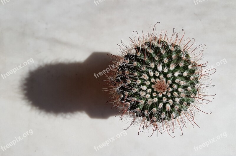 Cactus Shadow Succulents Plant Spines