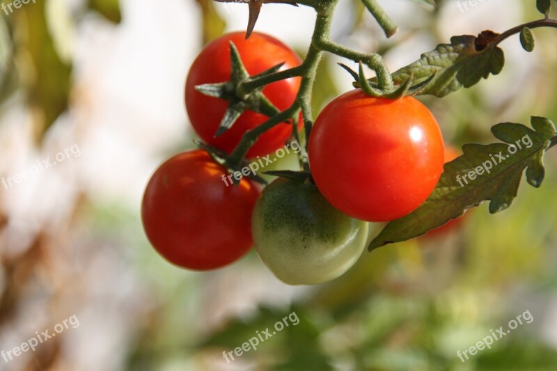 Tomato Tomatoes Own Tomatoes Urban Gardening Organic Tomatoes