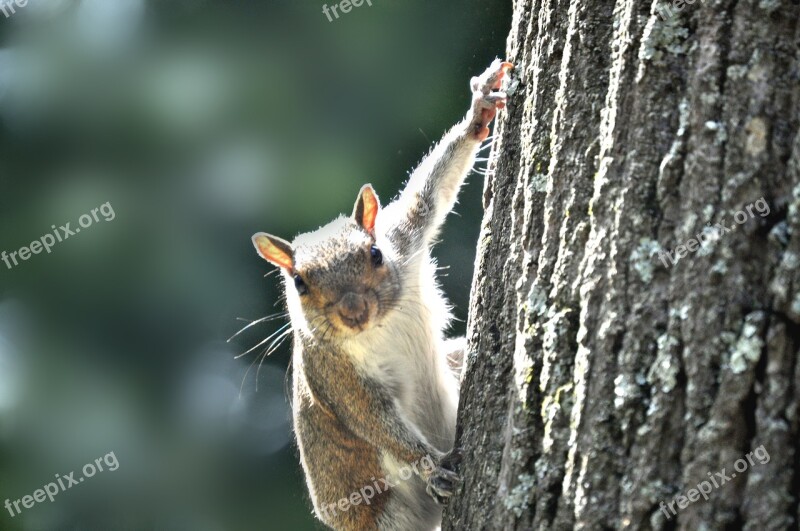 Squirrel Park Urban Animal Rodent