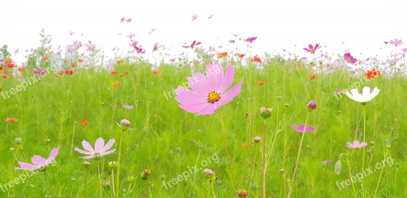 Cosmos Nature Flowers Summer Hayfields