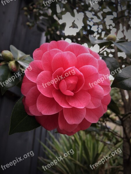 Camellia Perfect Flora Flower Floral