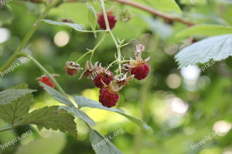 Raspberries Wild Raspberries Red Green Leaves