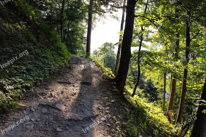 Forest Forest Path Sunbeam Green Nature