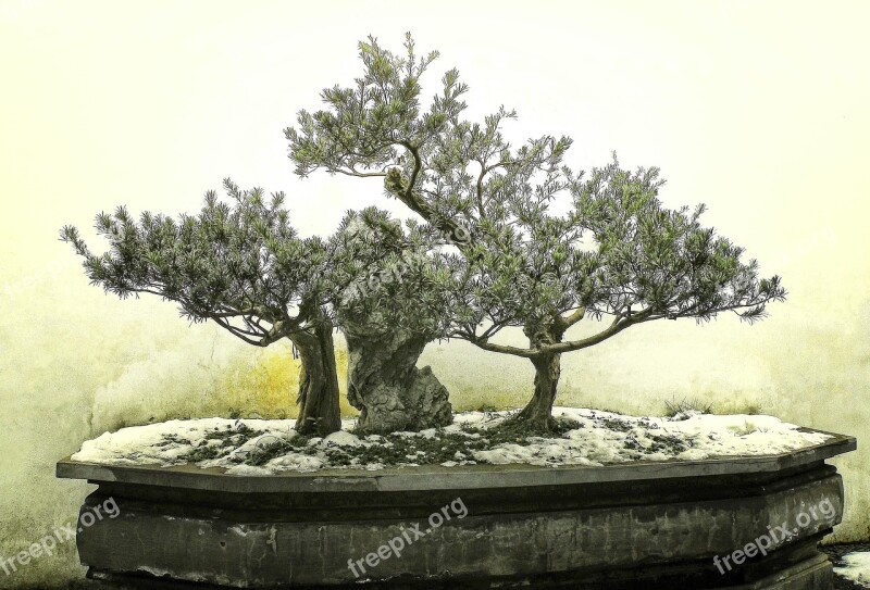 Bonsai Tree Winter Snow Ancient