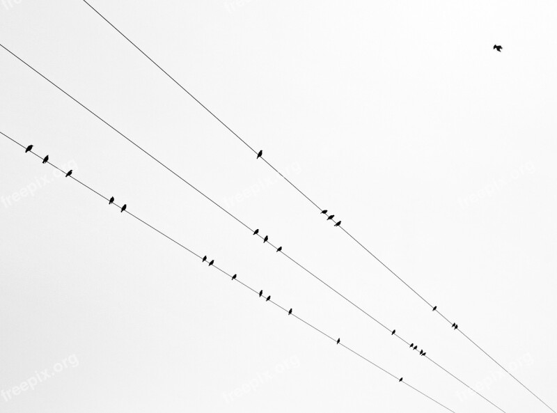 Birds Line Autumn Black White