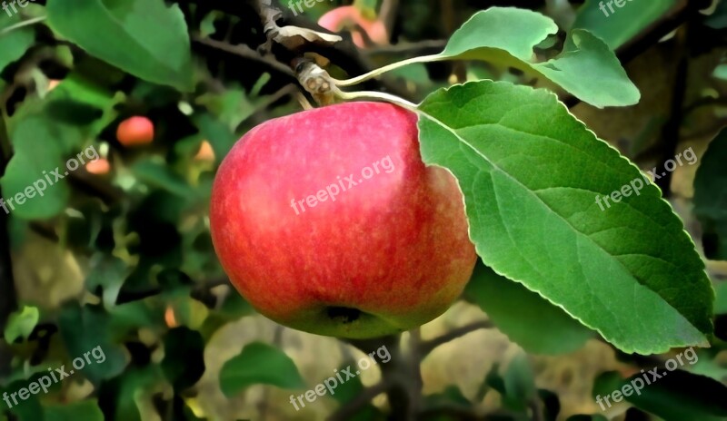 Apple Tree Fruit Nature Trees