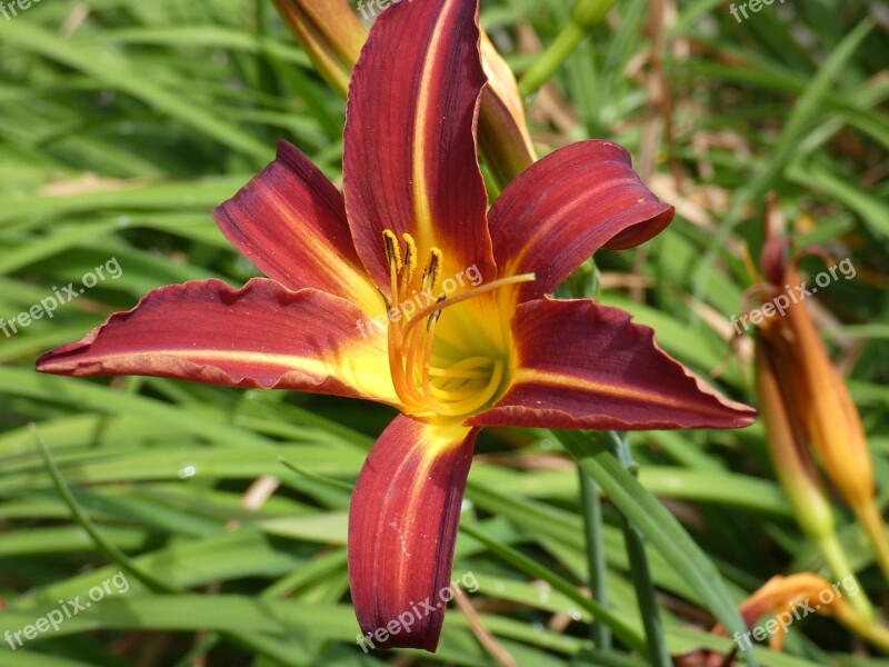 Day Lily Flower Red Yellow Blossom