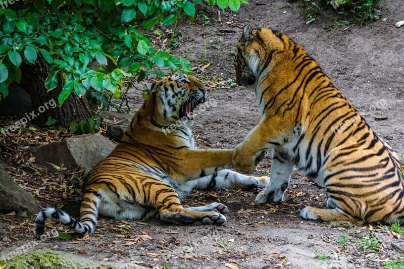 Sumatran Tiger Tiger Big Cat Dangerous Zoo