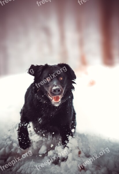 Dog Retriwer Snow Winter Forest