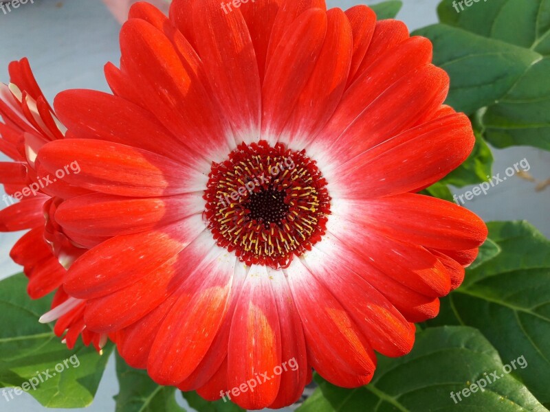 Flower Red White Blossom Bloom