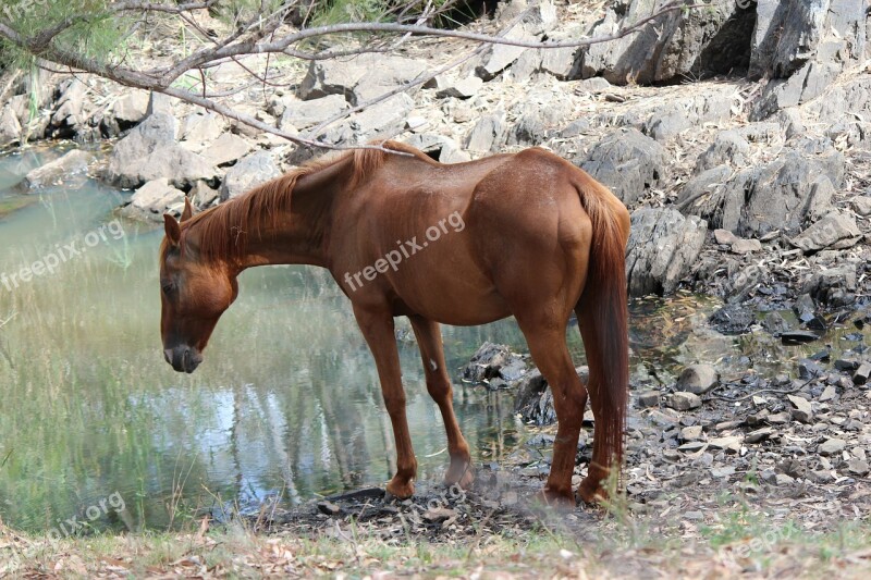 Horse Waterhole Rural Farming Drinking