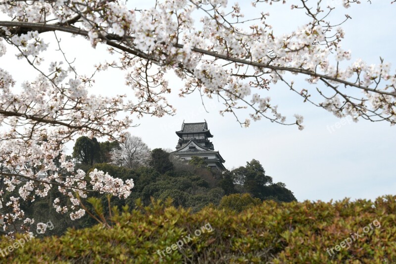 It Inuyama Cherry Blossoms The Castle Tower Castle