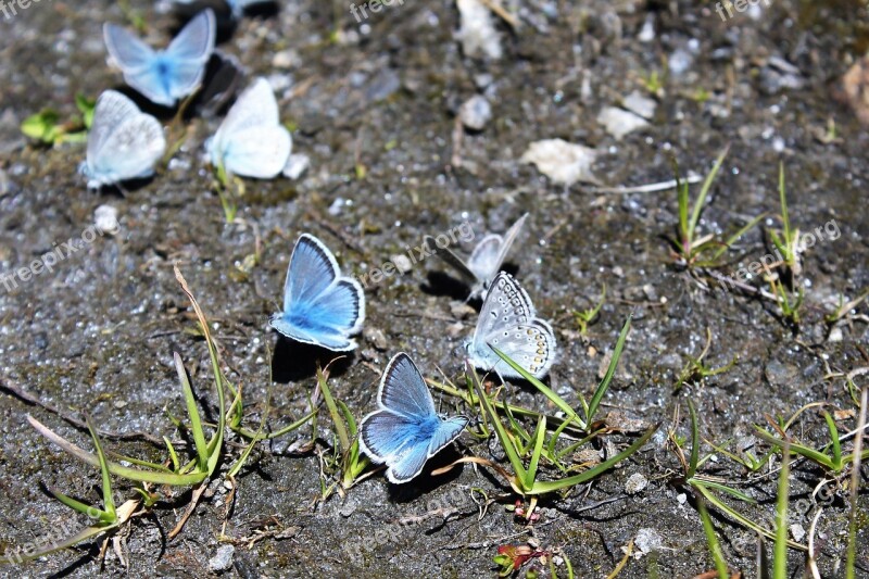 Butterfly Blue Nature Greina-level Gr Free Photos