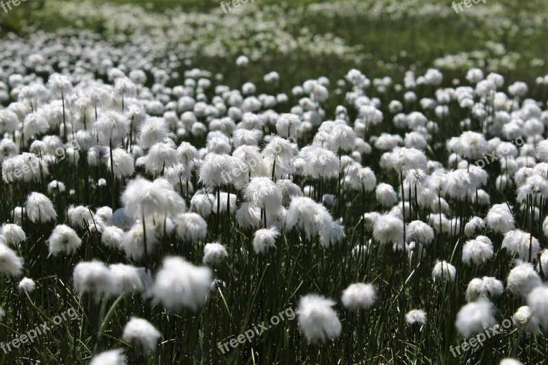 Cottongrass Mountains Nature Greina-level Gr Free Photos