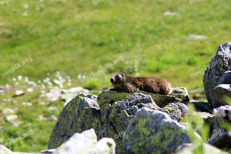 Marmot Mountains Animal World Surselva Bündnerland