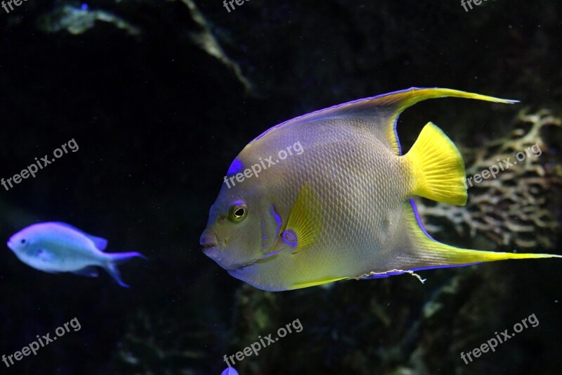 Fish Glow Sea Underwater Glowing