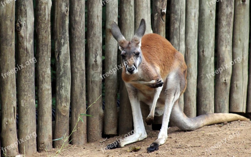 Kangaroo Animal Australia Nature Wildlife