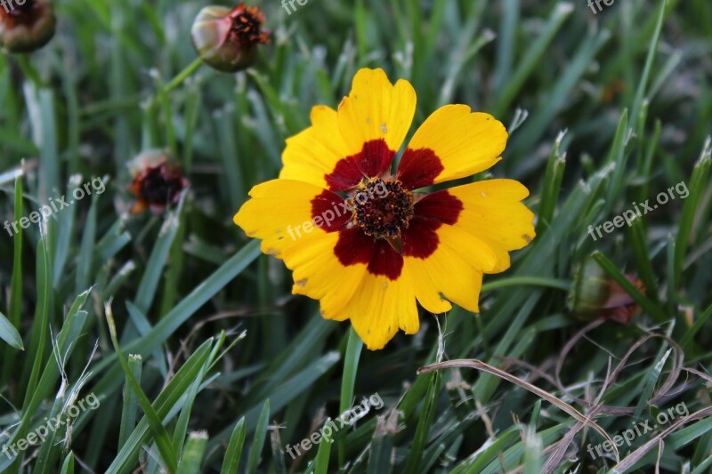 Coreopsis Yellow Red Flower Floral