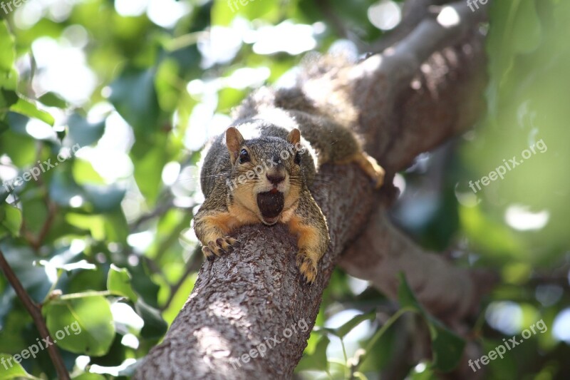 Squirrel Nature Tree Animal Wildlife