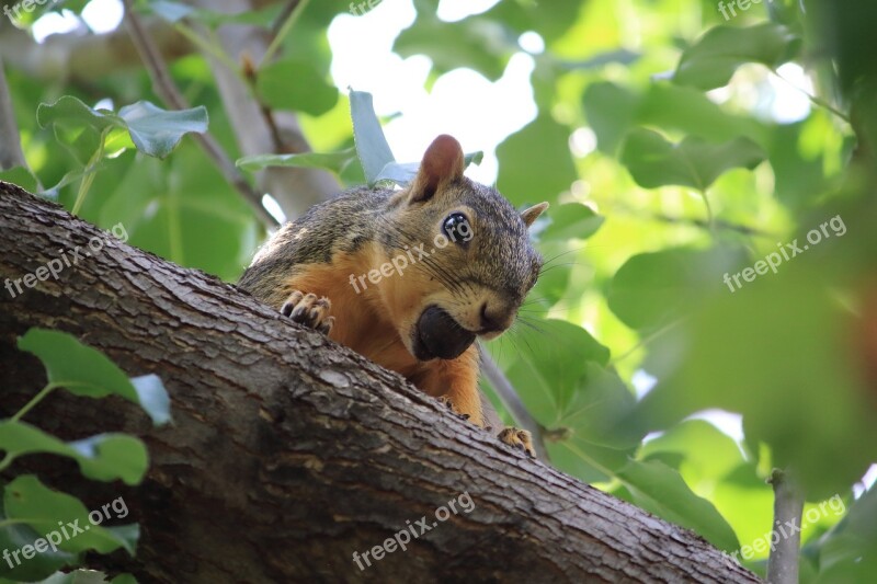 Squirrel Nature Tree Animal Wildlife