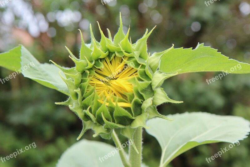 Sunflower Flower Sun Flower Sunflower Grass Free Photos