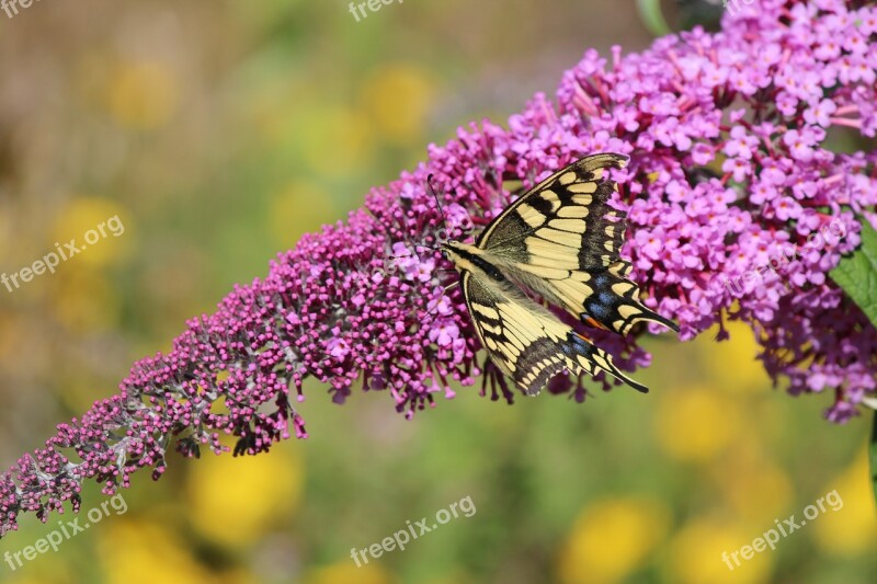 Butterfly Nature Summer Dovetail Free Photos