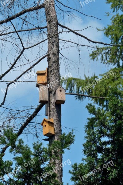 Birdhouse Tree Nature Free Photos