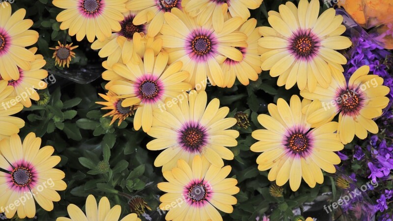 Chrysanthemum Yellow Flower Pattern Strong Yellow