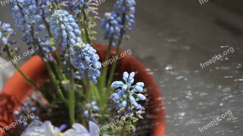 Muscat And Trickle Flowers Jet The Water Cycle