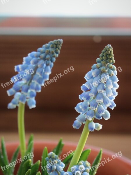 Muscat And Sunshine Flowers Blue Flower Drops Flower