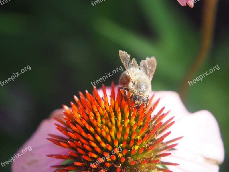 Coneflower Bee Sprinkle Flower Blossom