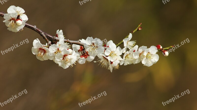 Cherry Flowers White Beauty Spring Flowers