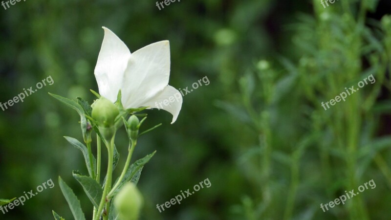 Bellflower White Flower White Plants Nature